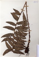 藏品(Polystichum)的圖片